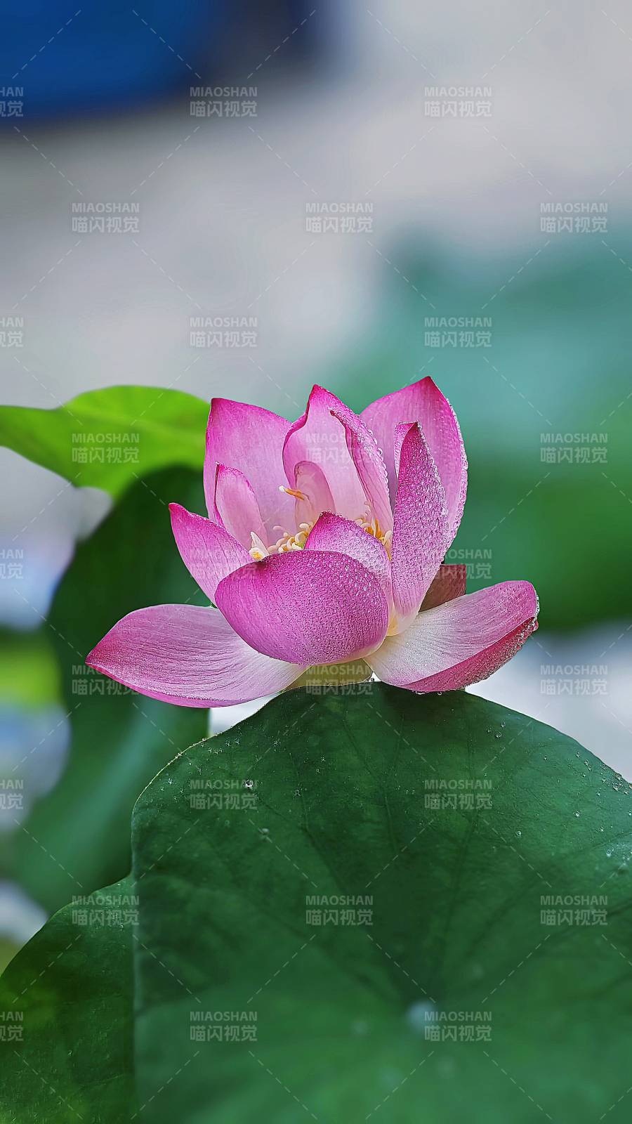 粉色蓮花靜謐綻放