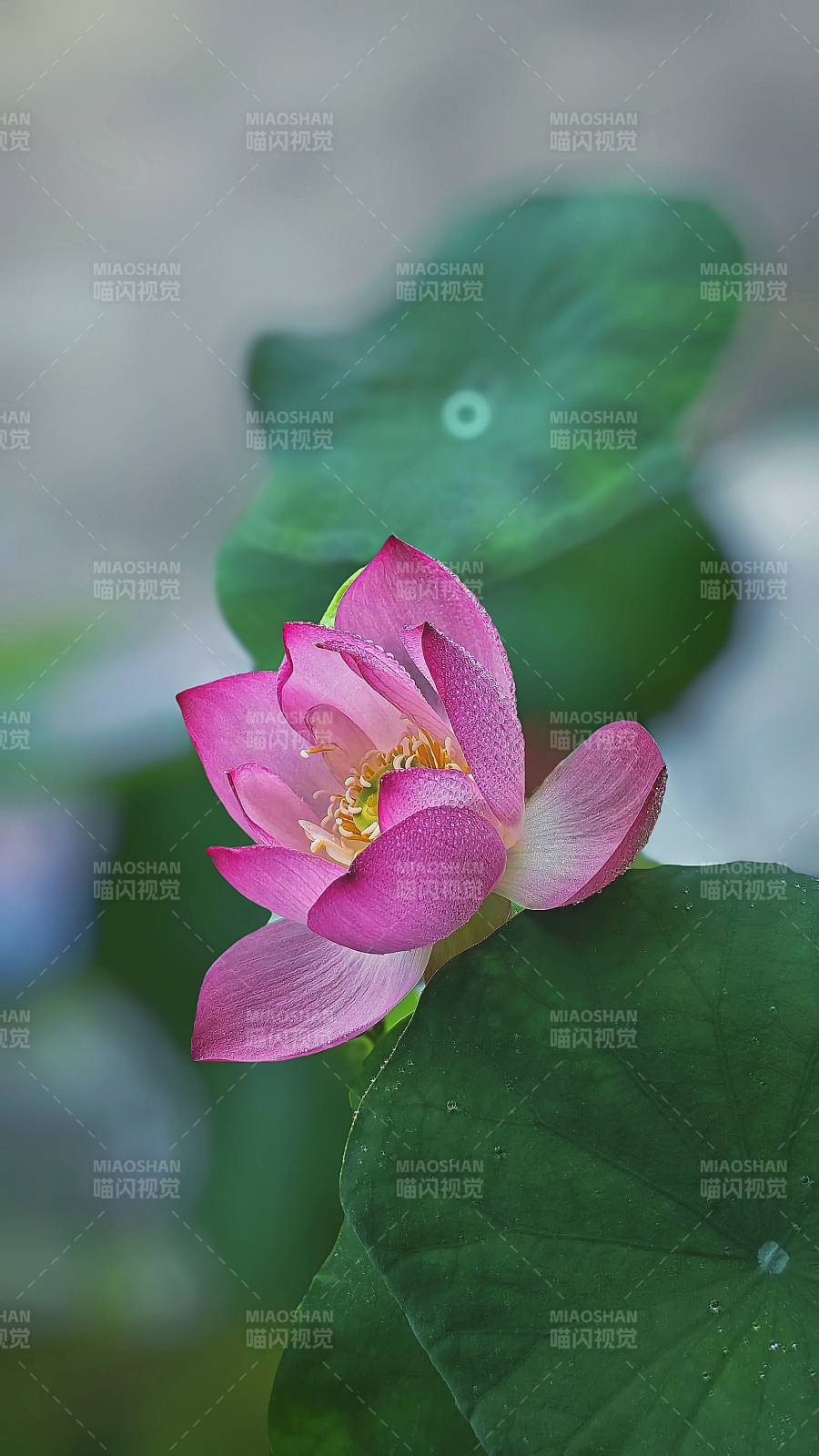 粉蓮靜綻綠葉間