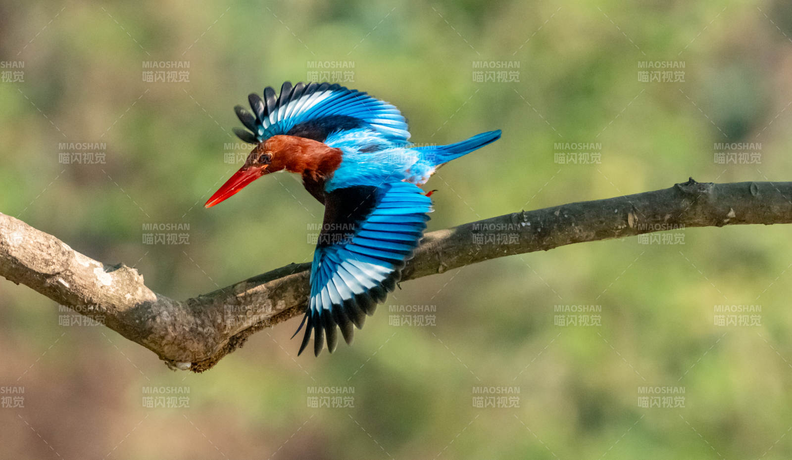 飛翔的翠鳥