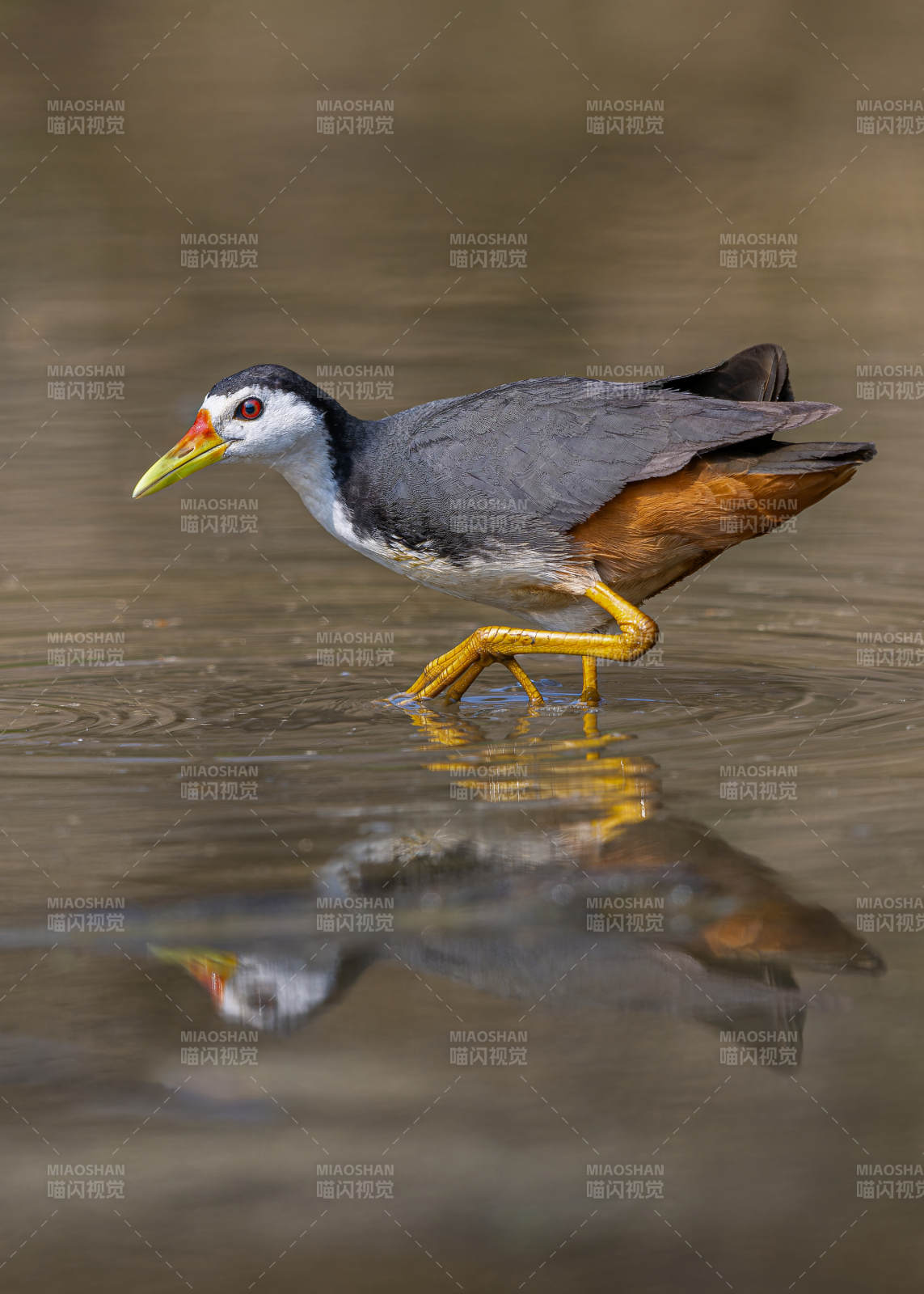 白胸苦惡鳥 
