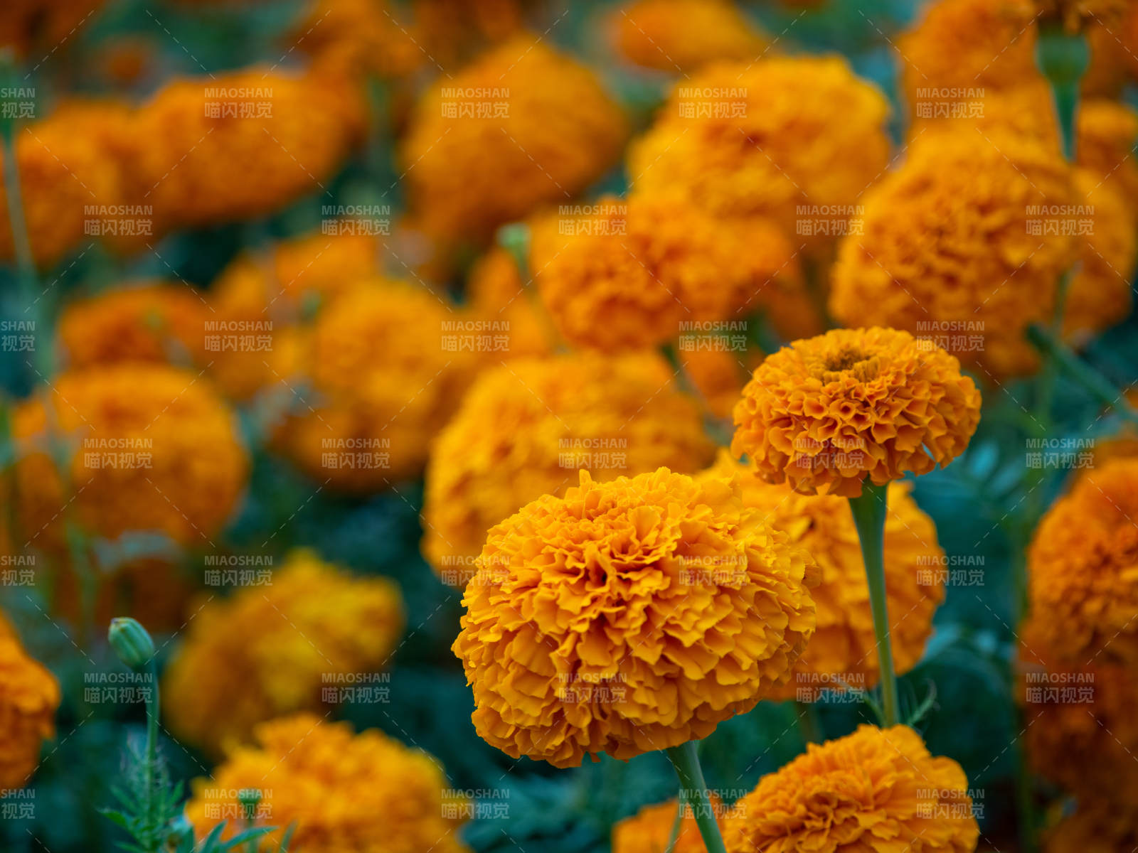 金盞花海 綻放生機