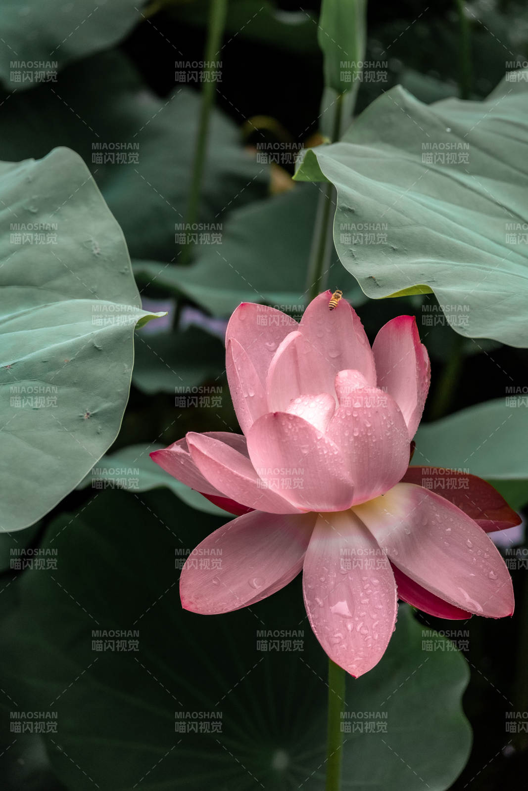 雨后荷花 清新綻放