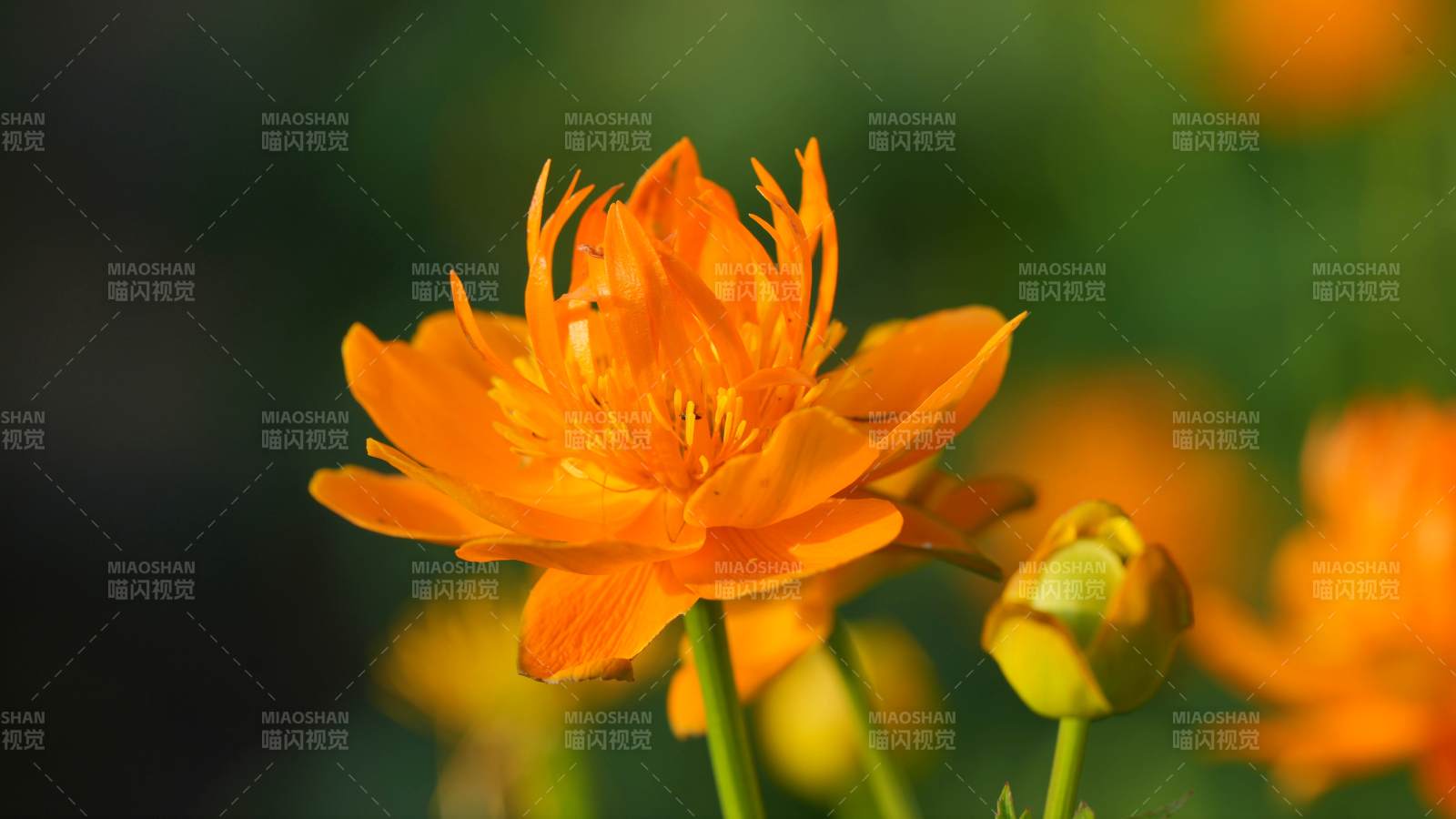 金蓮花朵綻放的瞬間