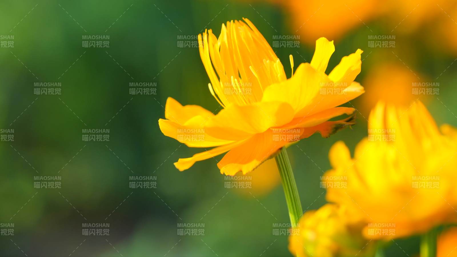 金黃色花朵在風中搖曳