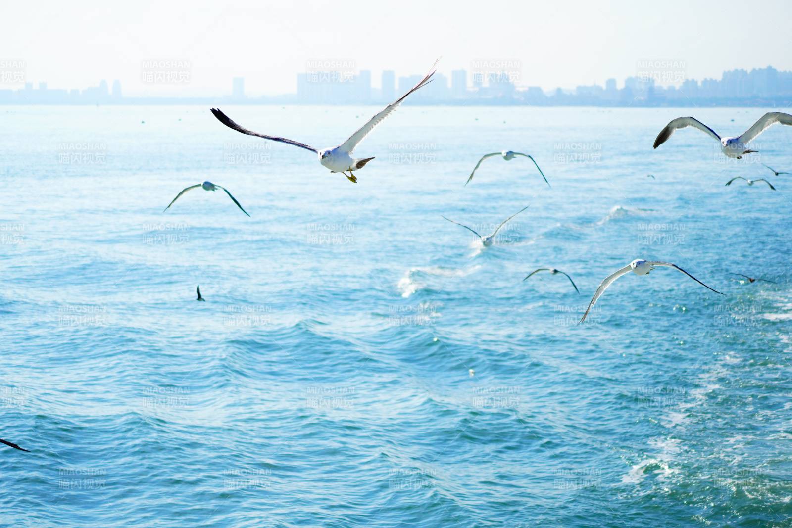 海鷗翱翔 城市遠眺