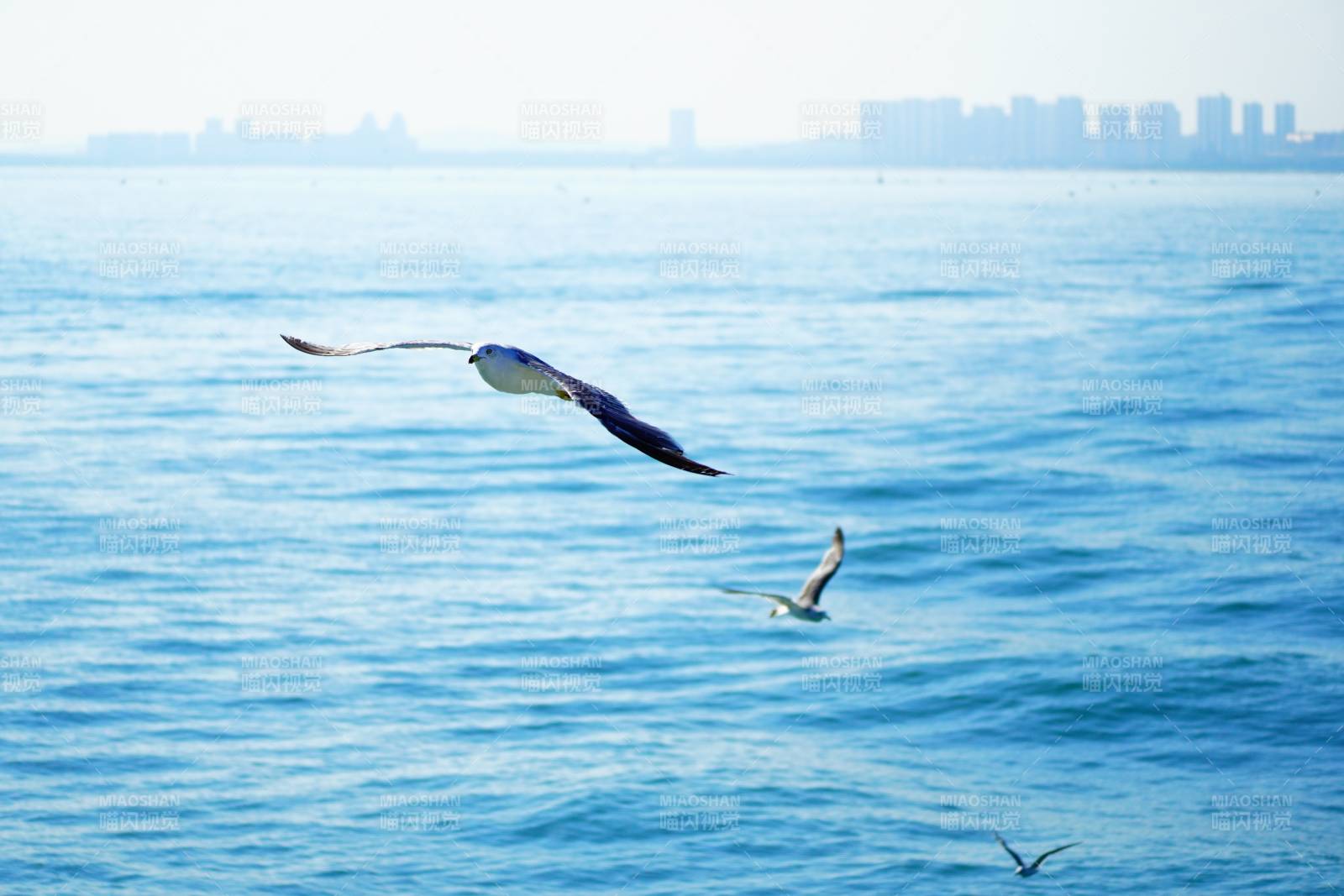 海鷗翱翔 城市遠眺