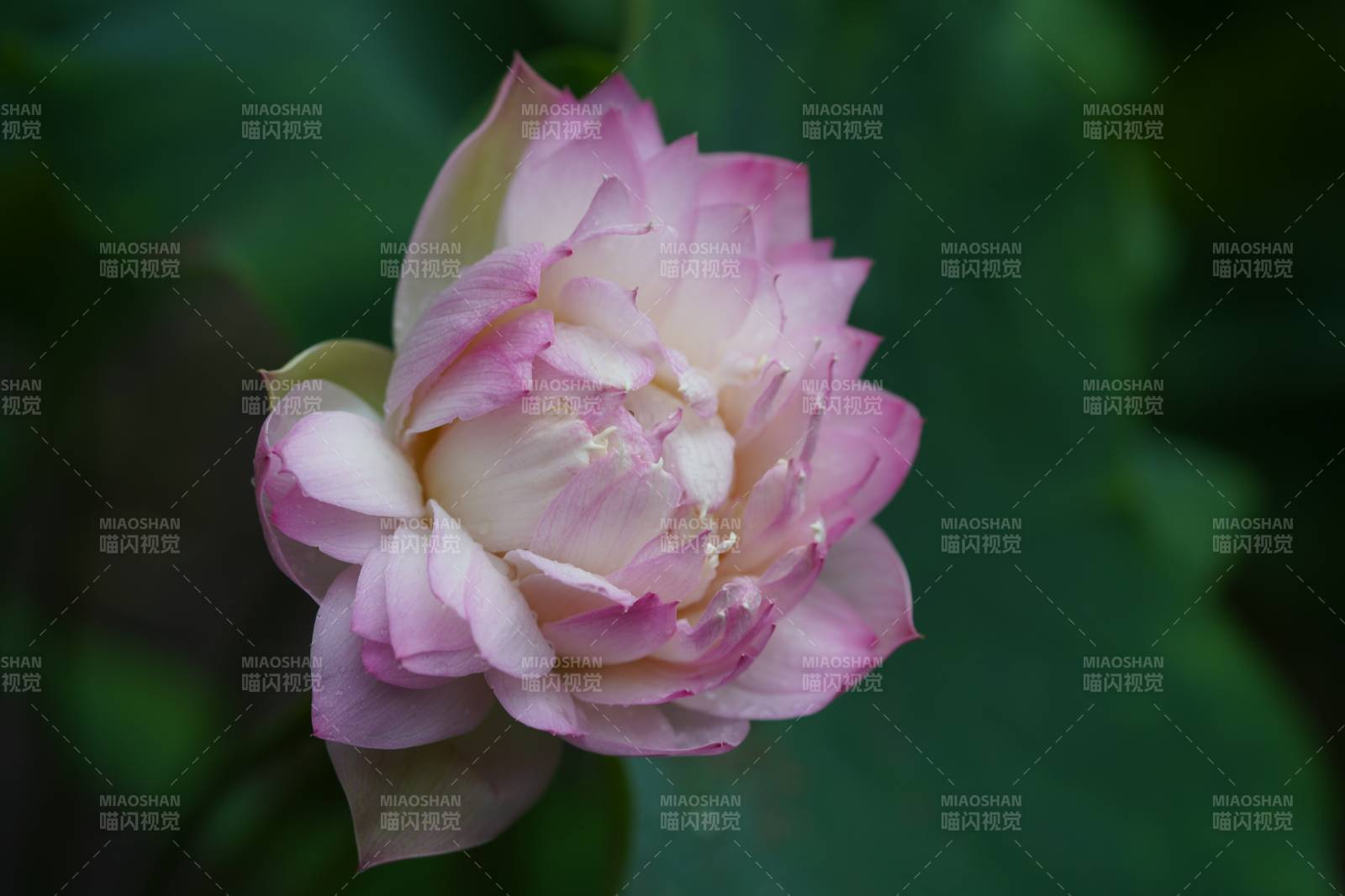 粉色蓮花綻放之美