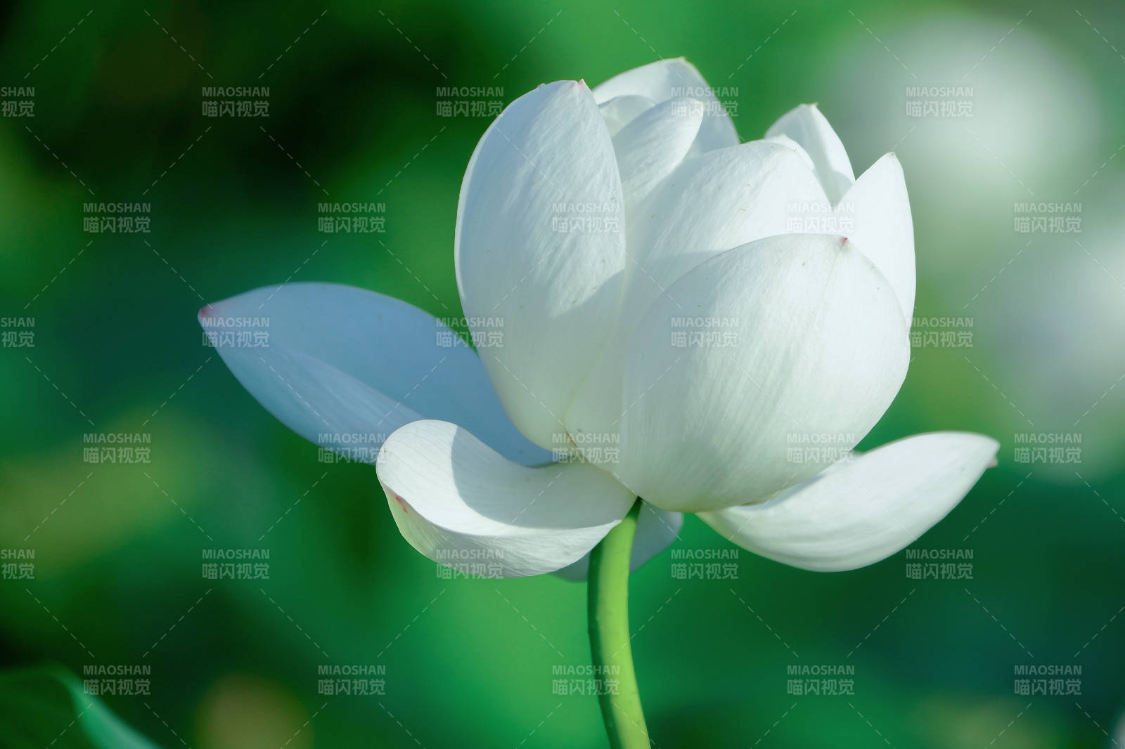 潔白蓮花靜謐綻放