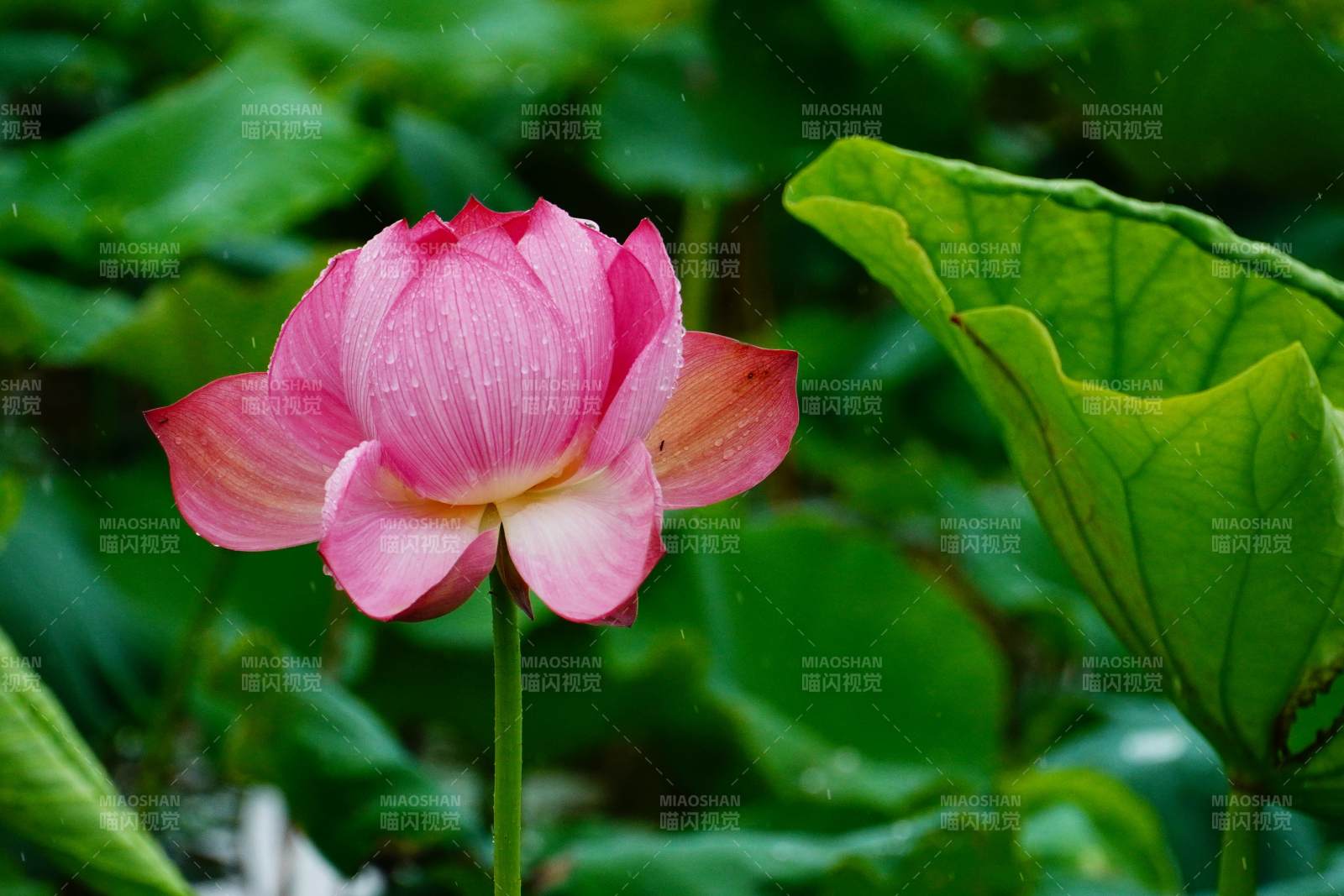 粉紅蓮花靜謐綻放