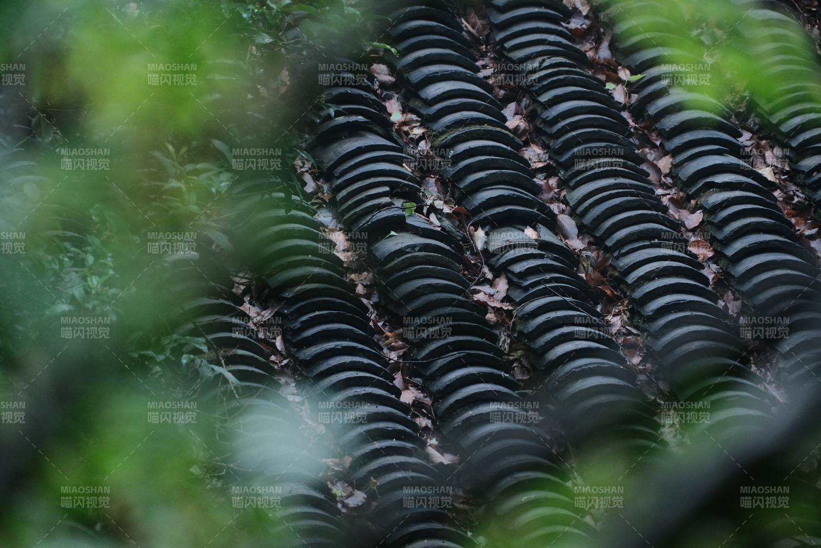 綠葉掩映下的瓦片屋頂