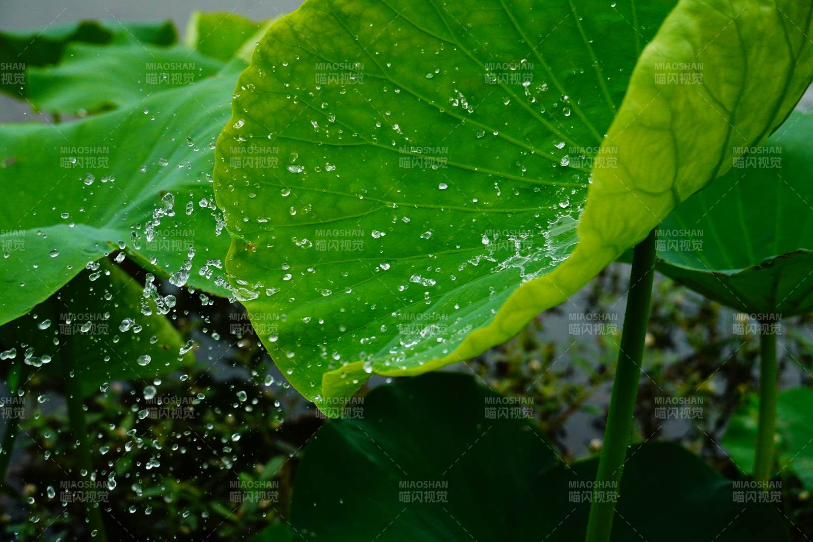 雨滴輕落荷葉上
