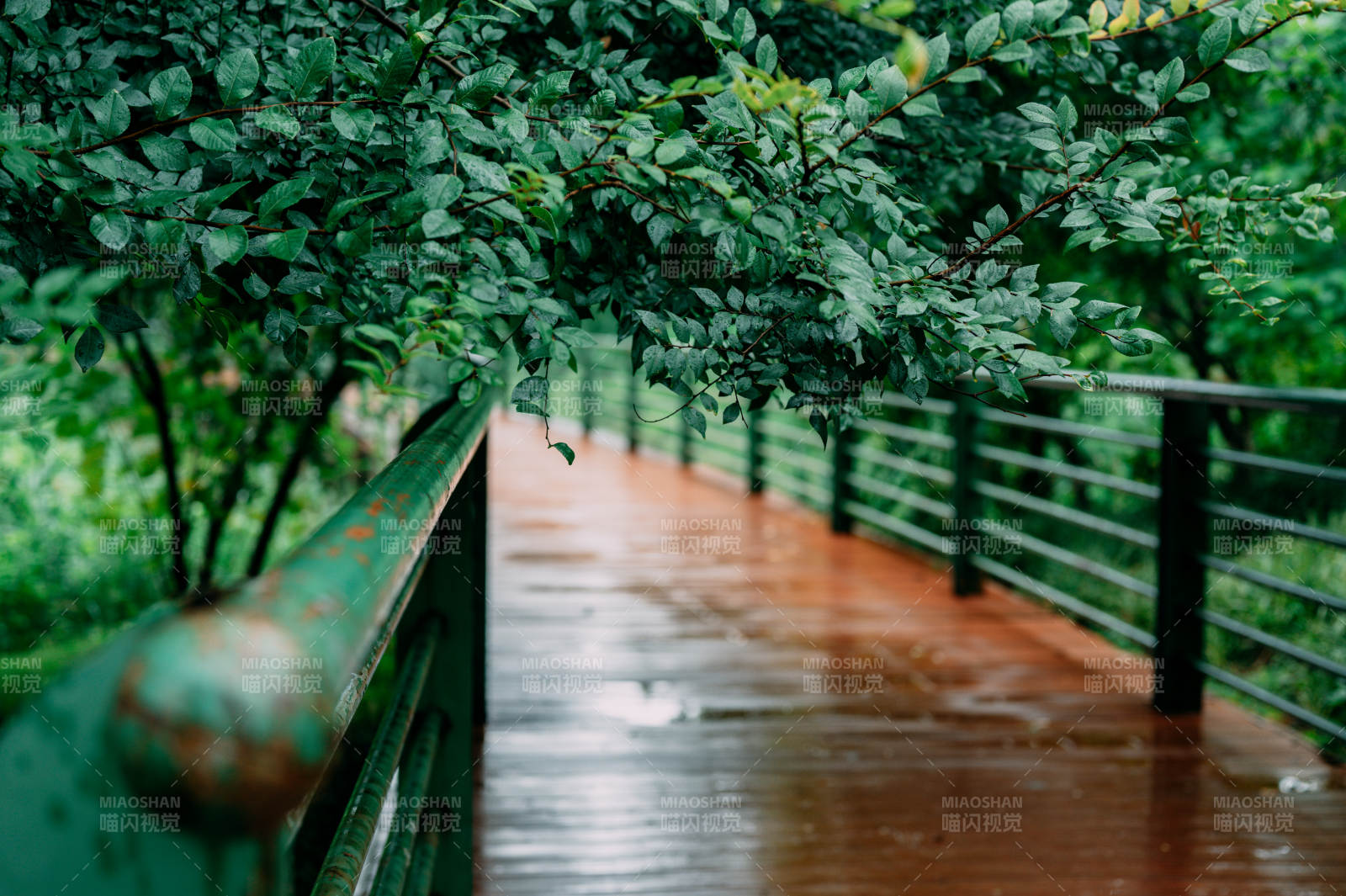 雨后橋上綠意盎然