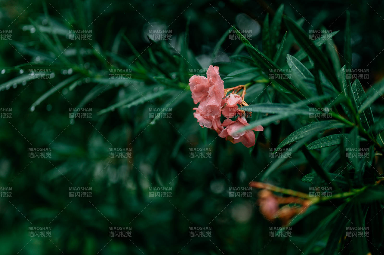 雨后粉花綠葉靜謐景