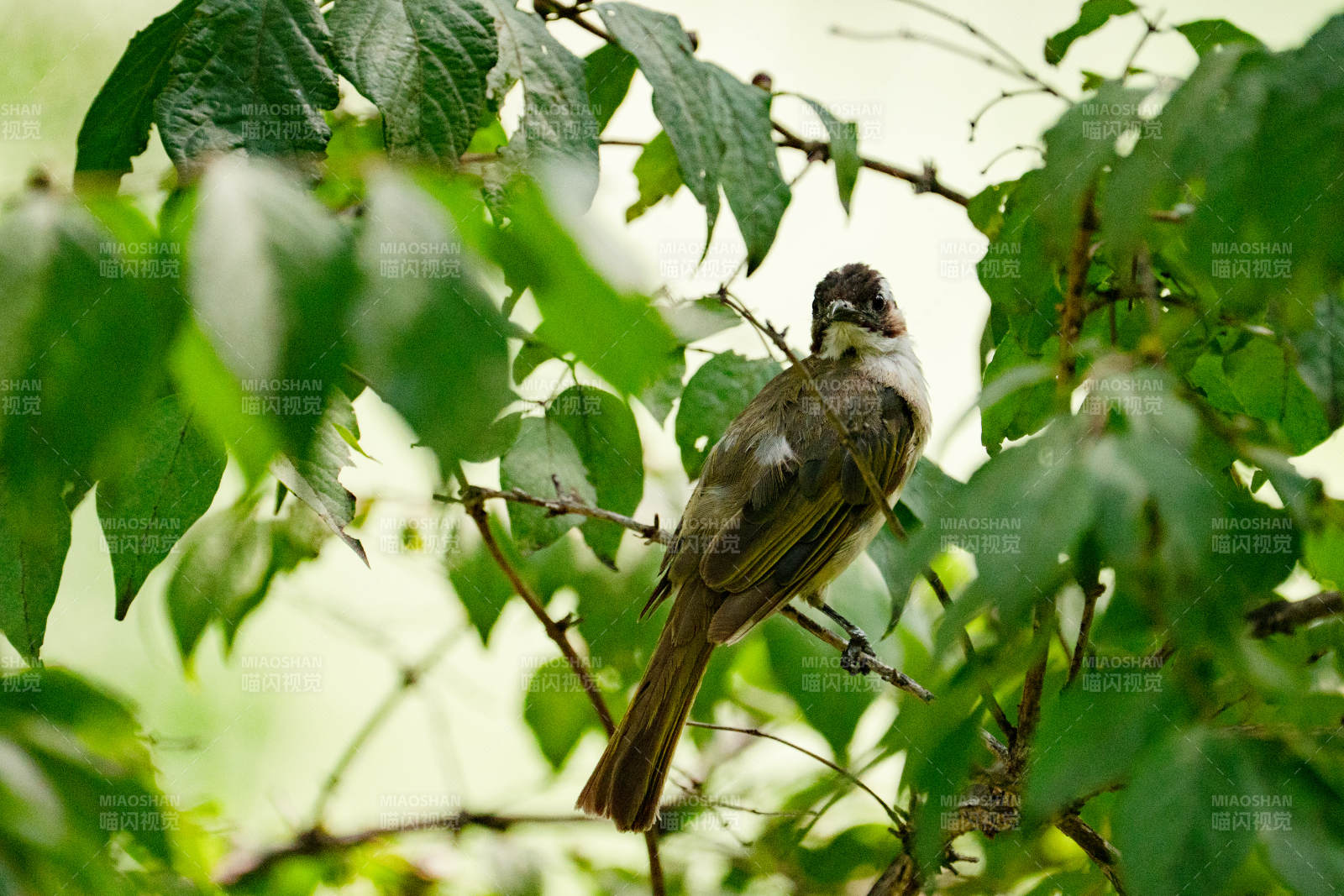 绿叶丛中的白头鹎