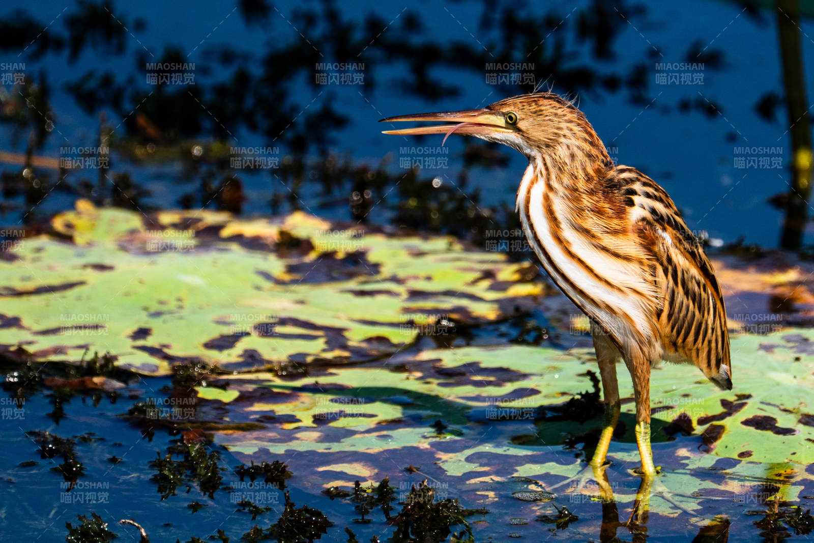 葦鳽在水邊覓食
