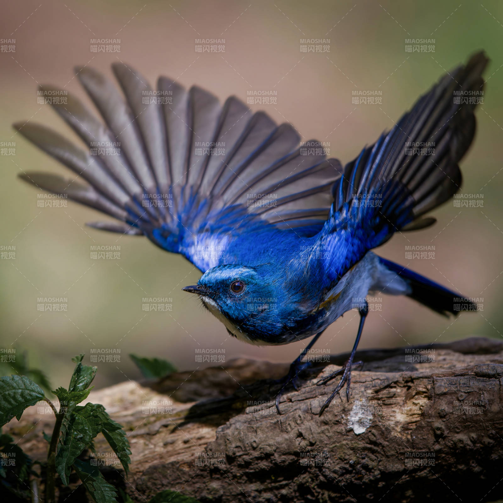 藍鳥展翅瞬間之美 藍眉林鴝 犀鳥谷