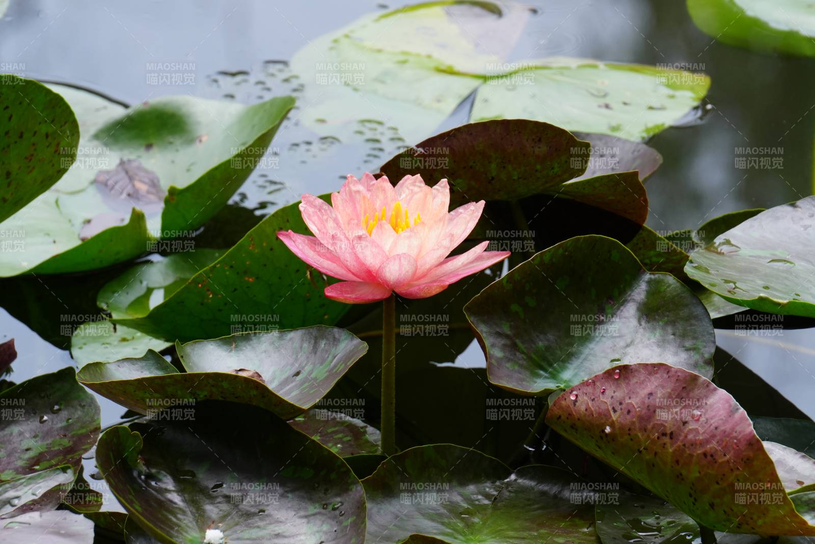 池塘中的粉色蓮花