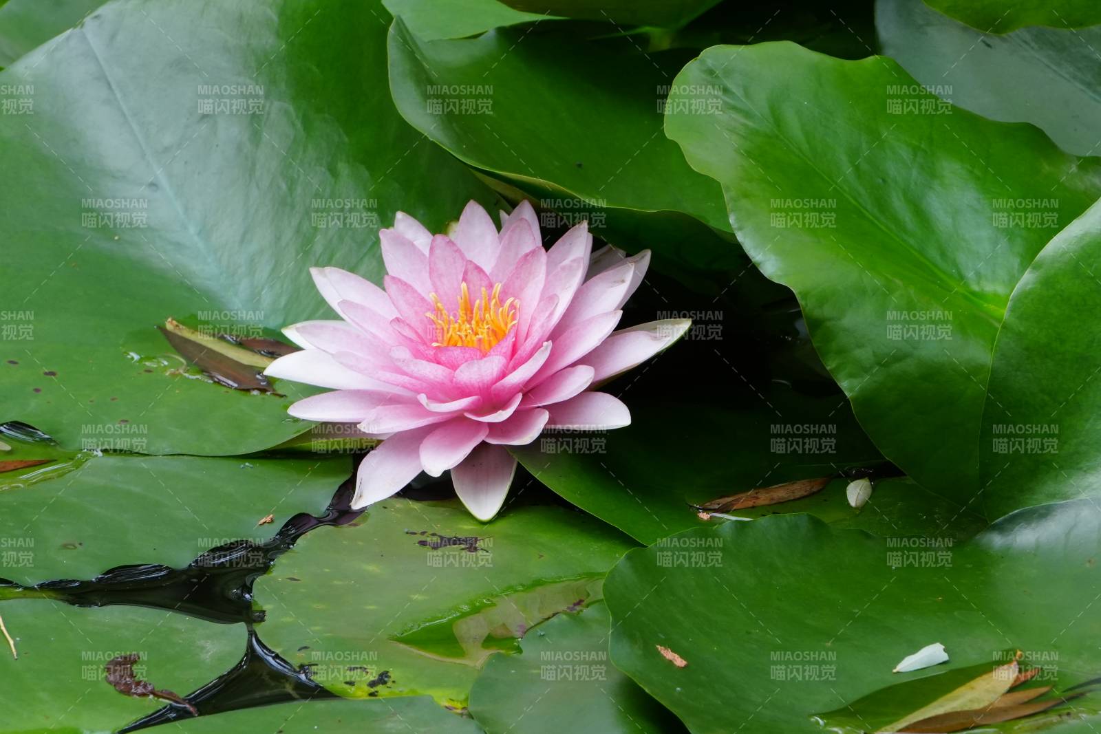 池塘中的粉色蓮花