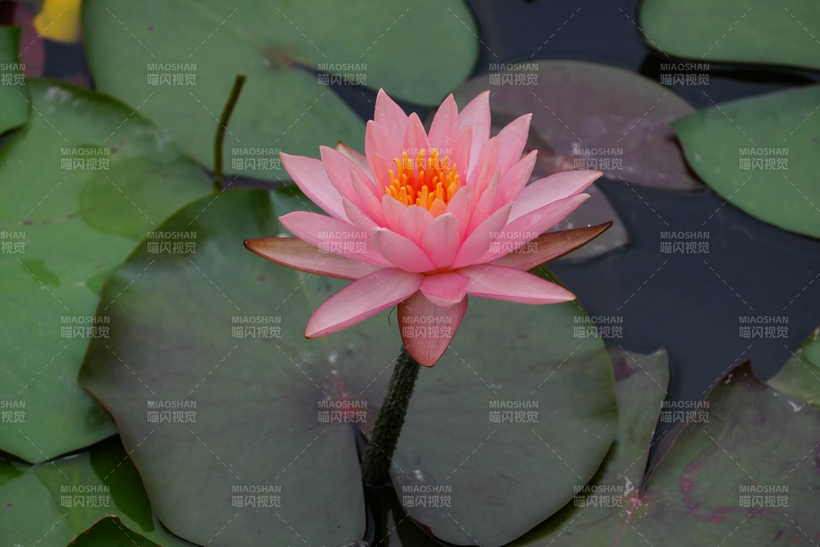 池塘中的粉色蓮花