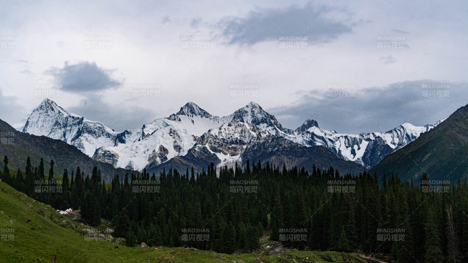 新疆夏塔 雪山森林 自然之美