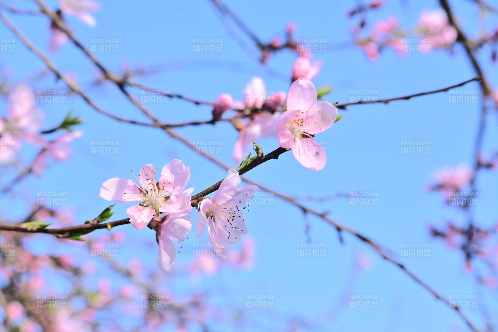 春日桃花綻放枝頭