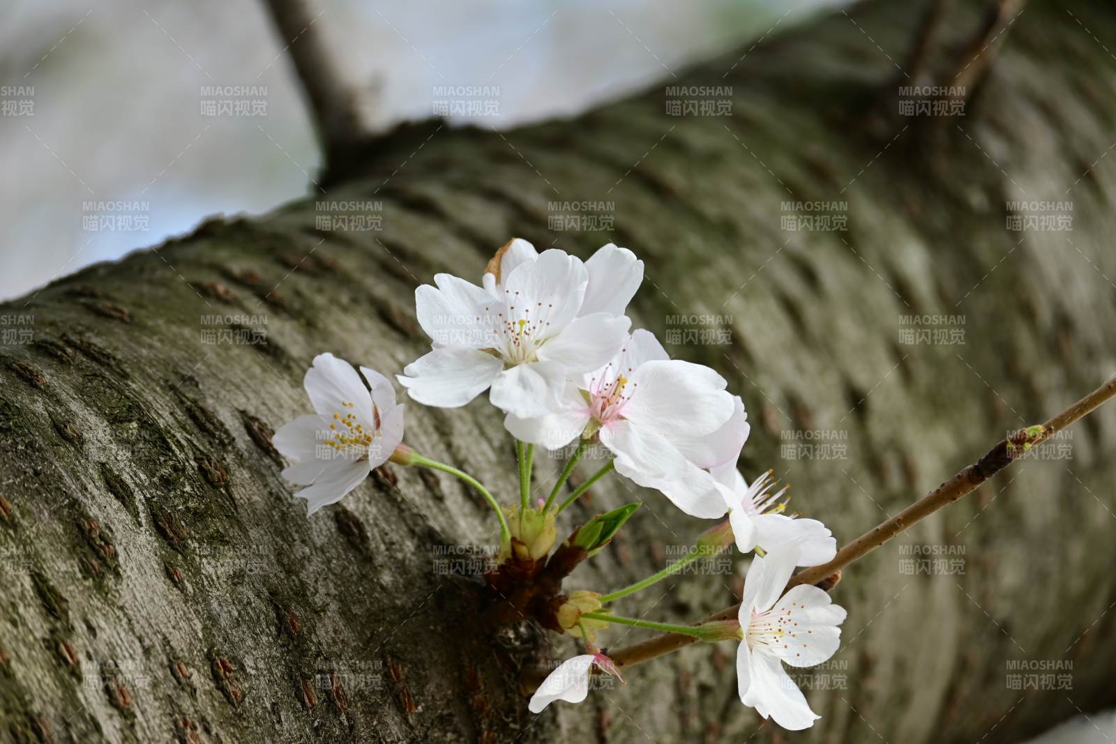 櫻花枝頭綻放春意濃