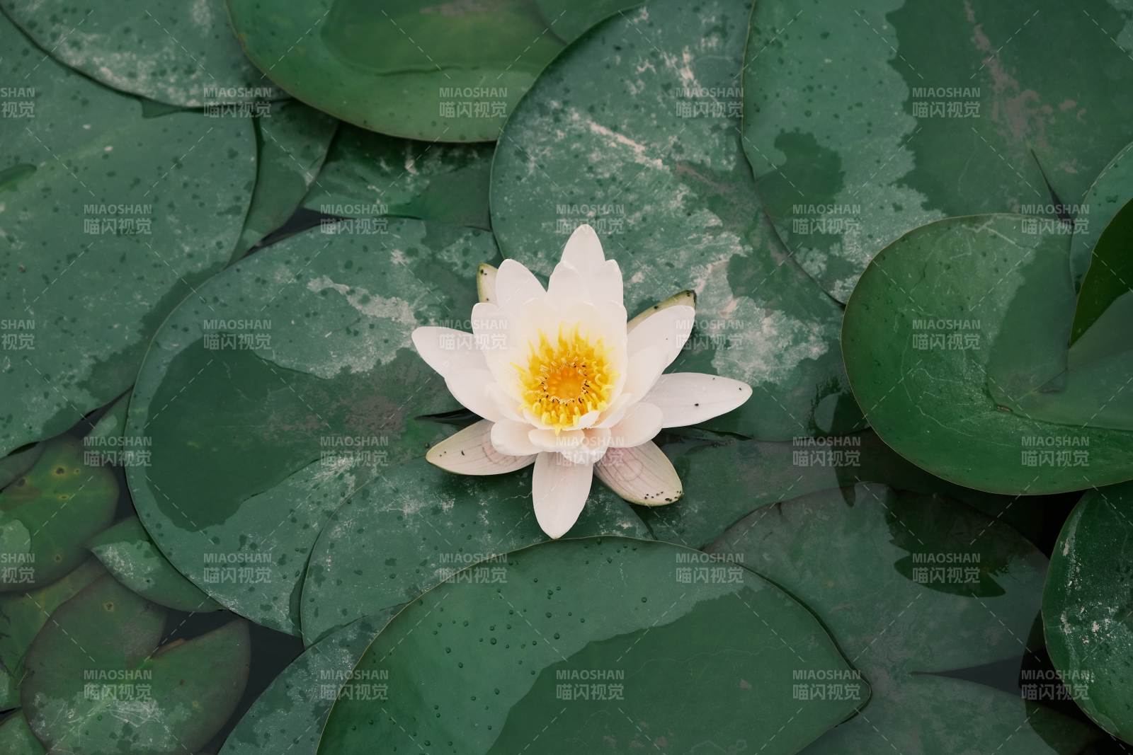 池塘中的白色睡蓮
