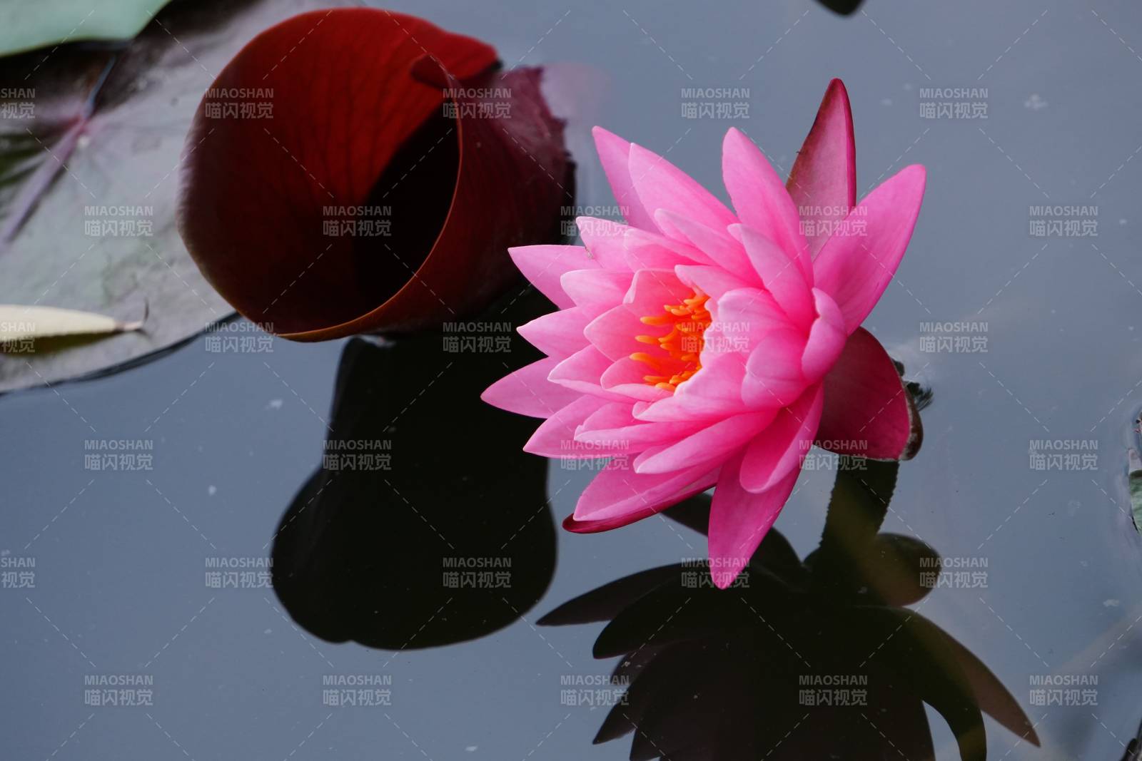 池中粉蓮與紅苞倒影