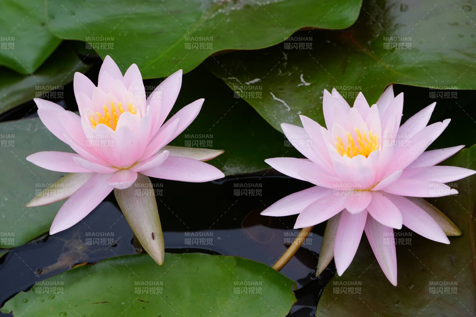 池塘中的兩朵粉色睡蓮