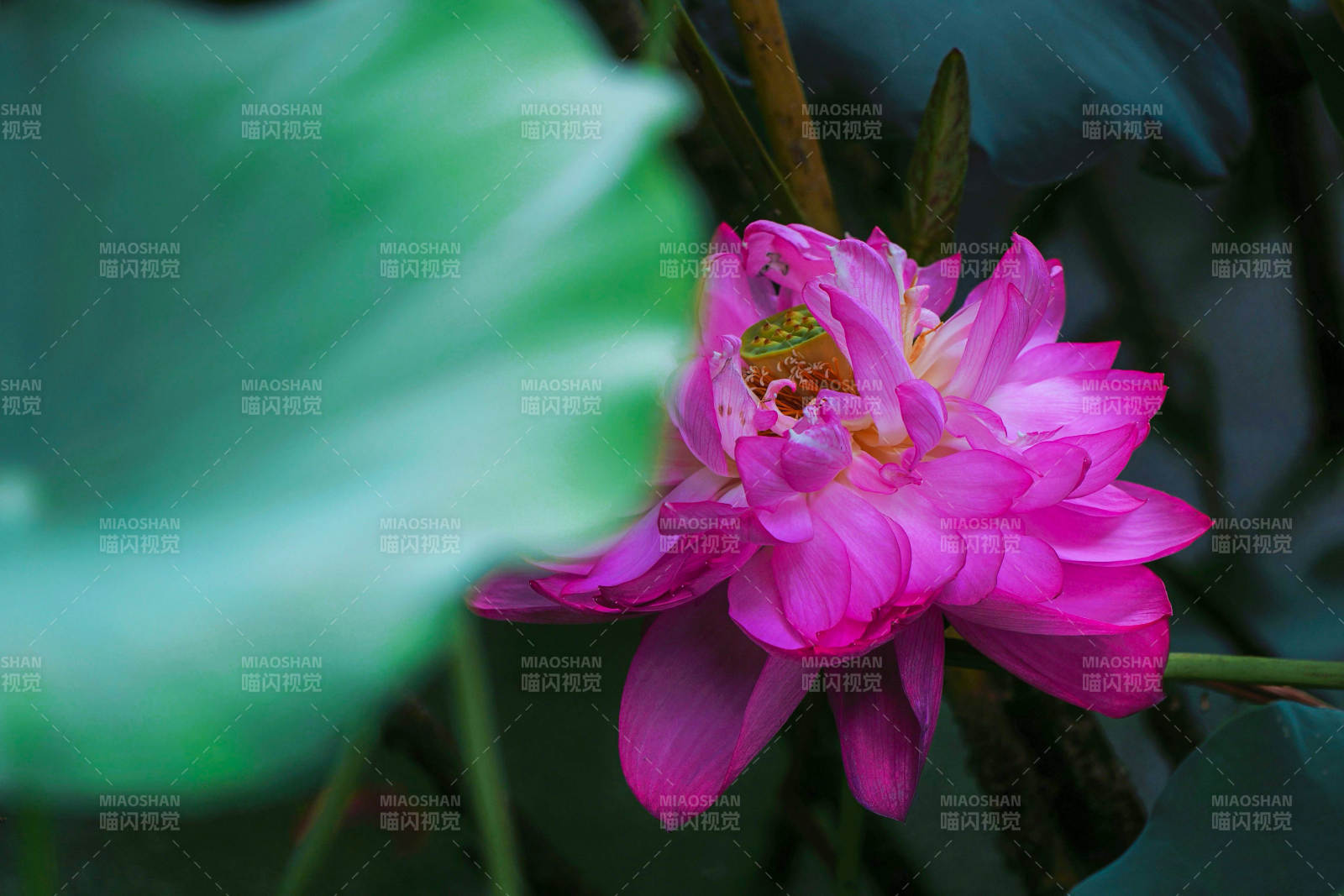 粉紅蓮花靜謐綻放