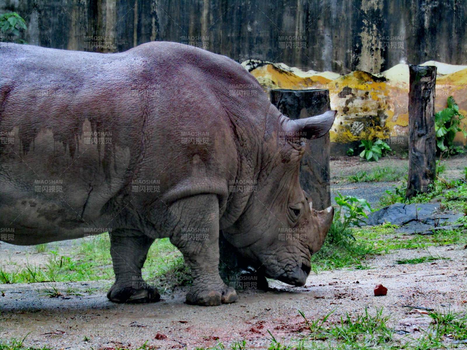 犀牛在動物園中漫步