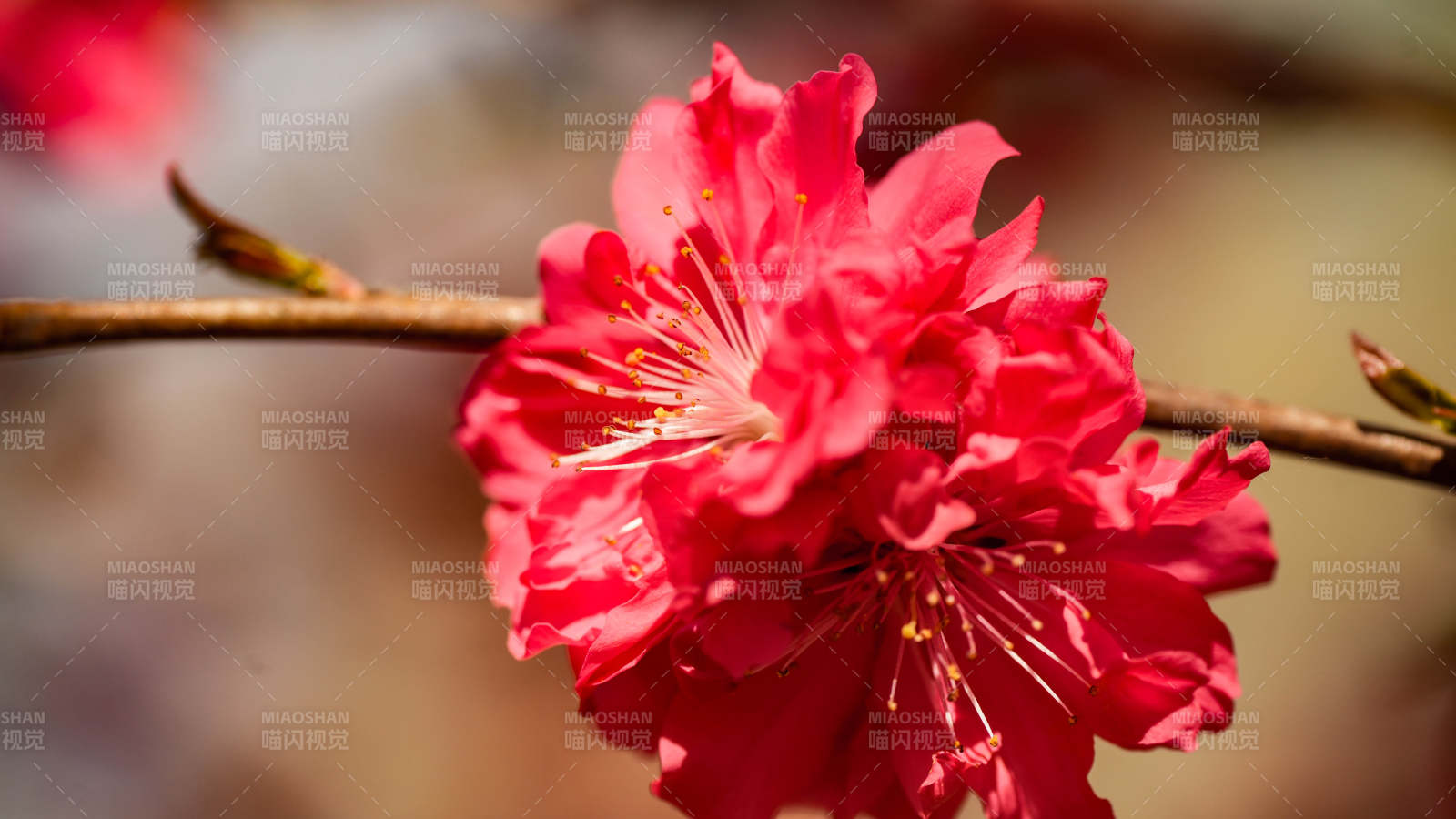 紅艷桃花綻放枝頭