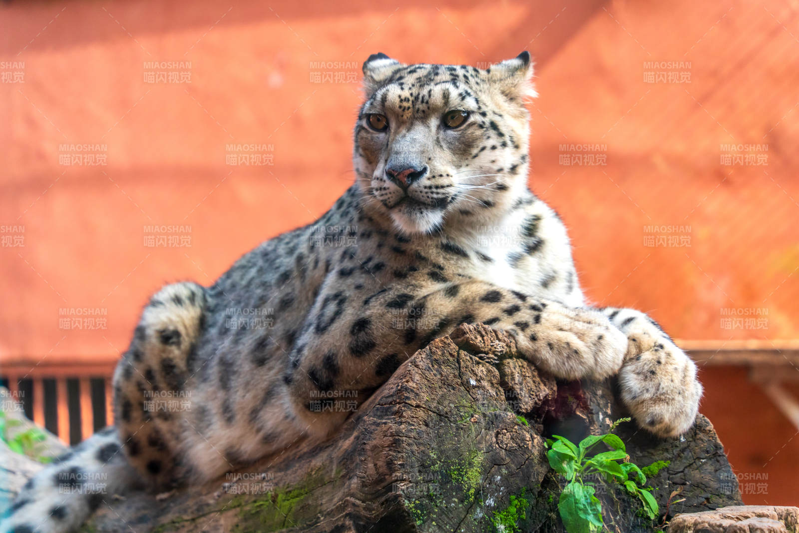西寧野生動物園的雪豹