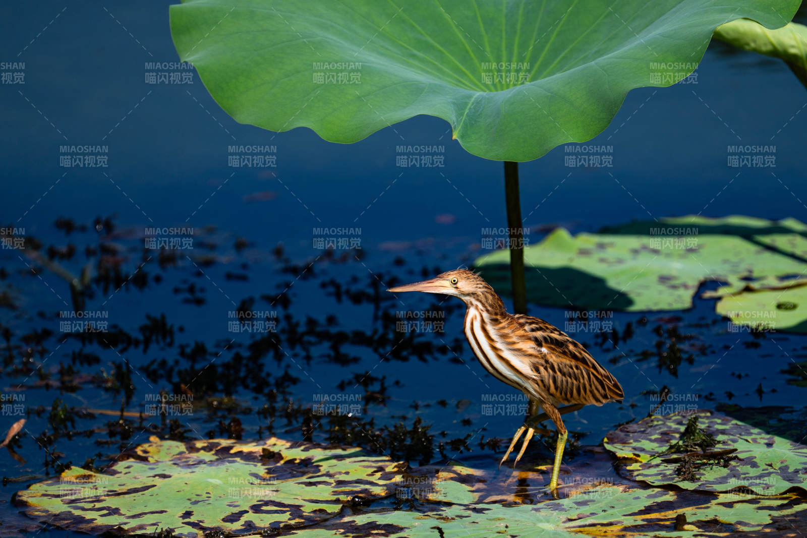 荷塘中的黃葦鳽