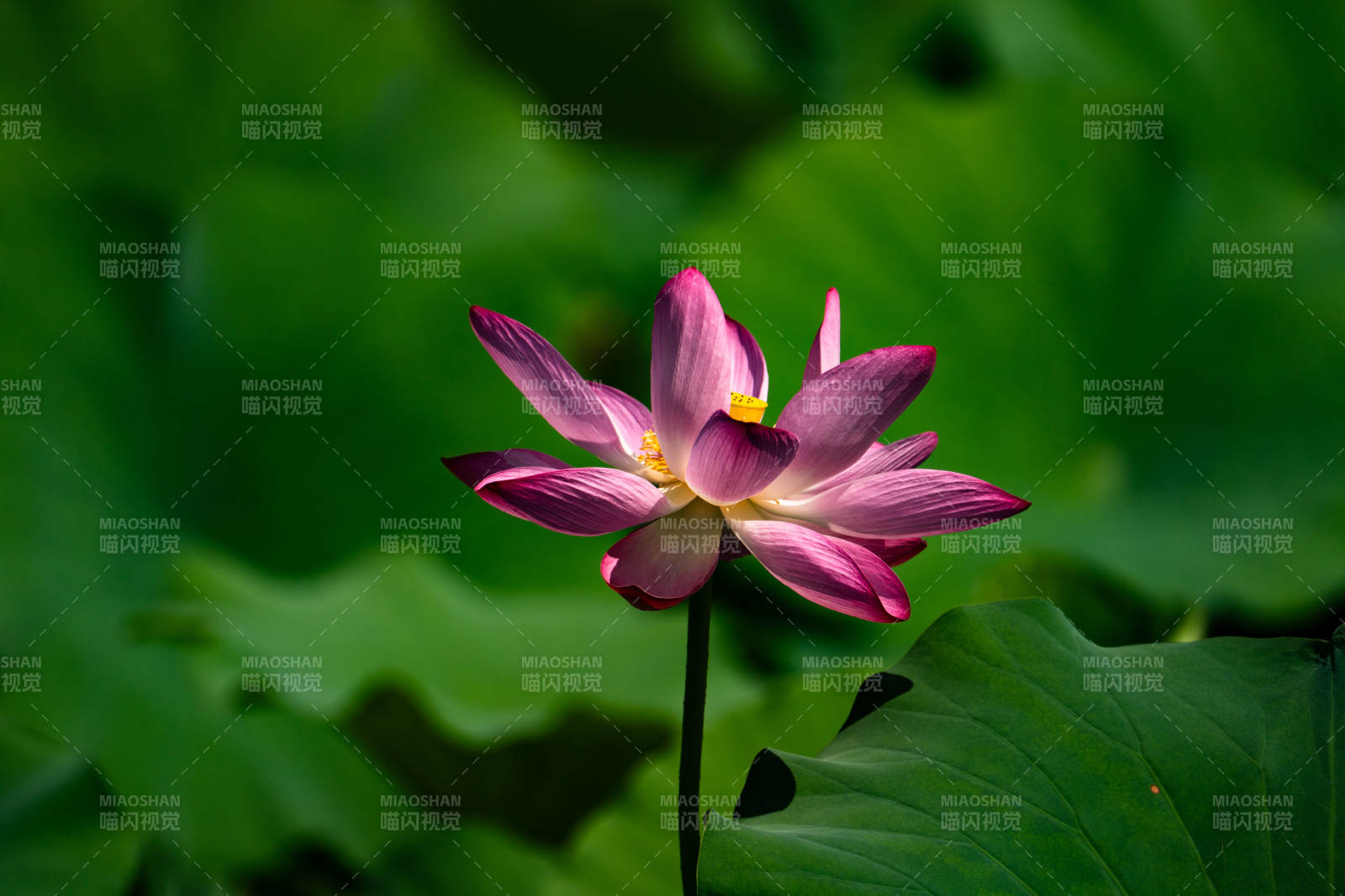 粉蓮靜綻綠葉間