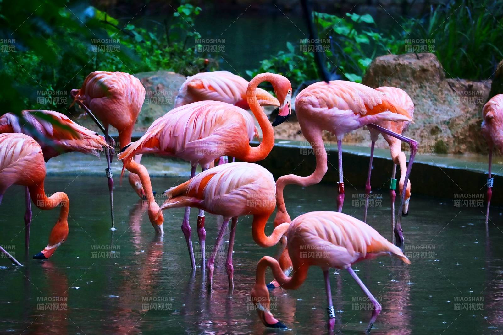 粉紅火烈鳥群飲水圖