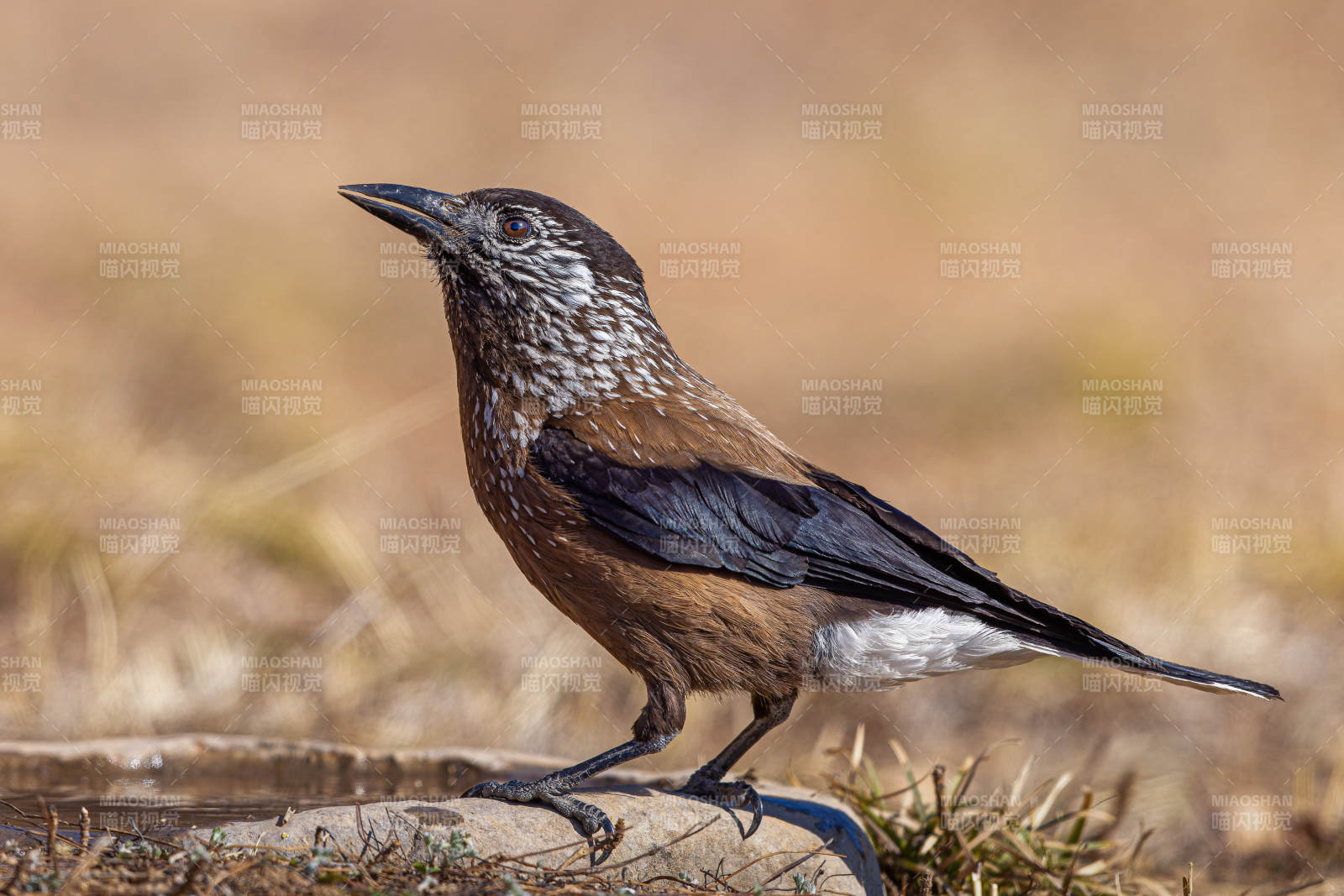 斑點鳥棲息于草地旁 星鴉 山西臨汾