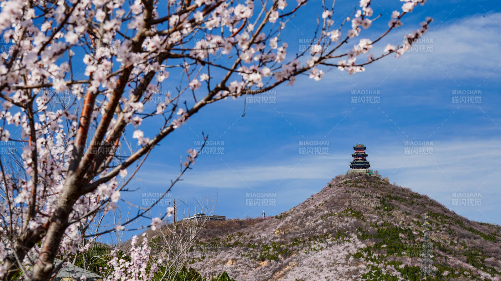 春日山巔塔（北京定都閣）影花枝映藍天
