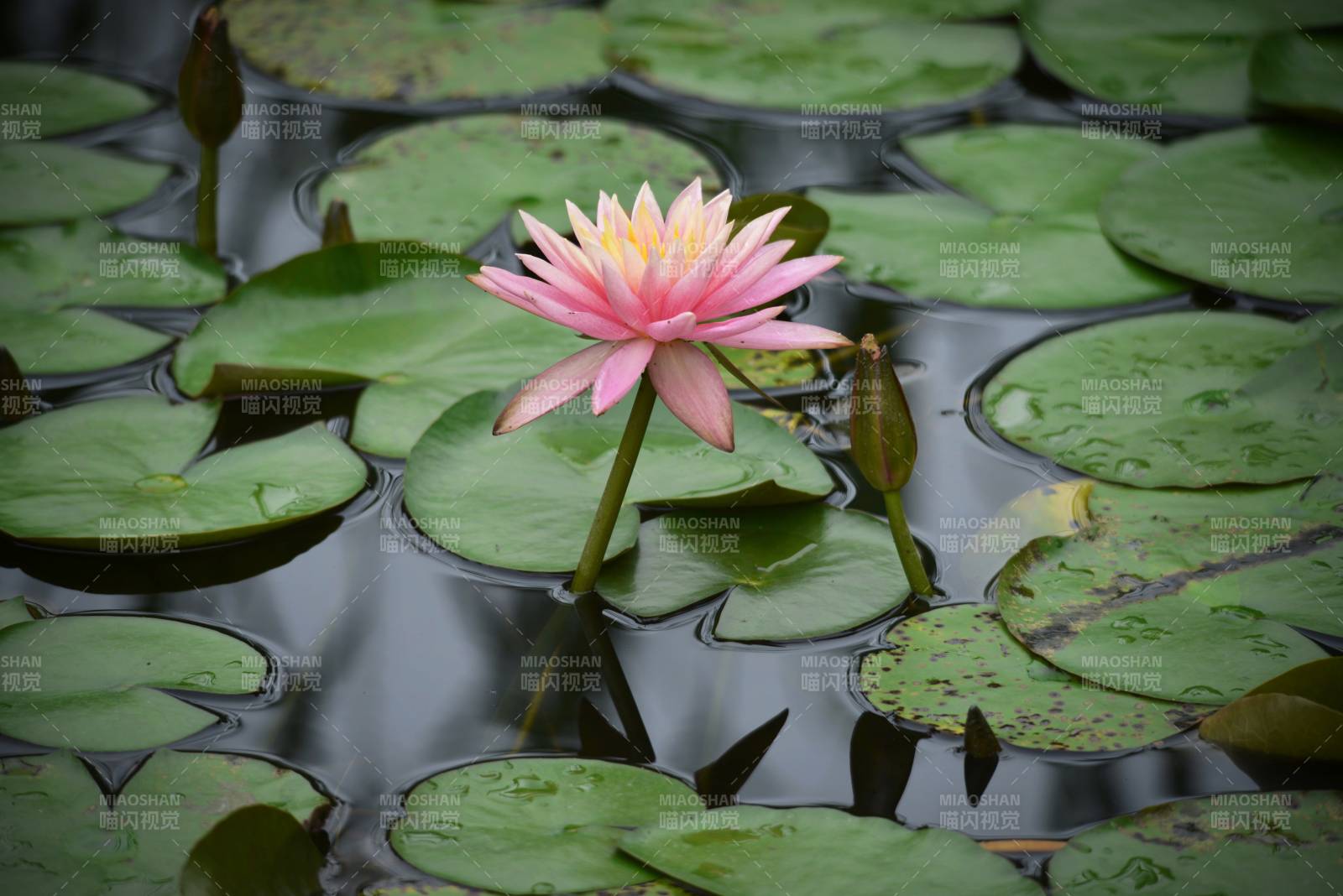 池塘中的粉色蓮花