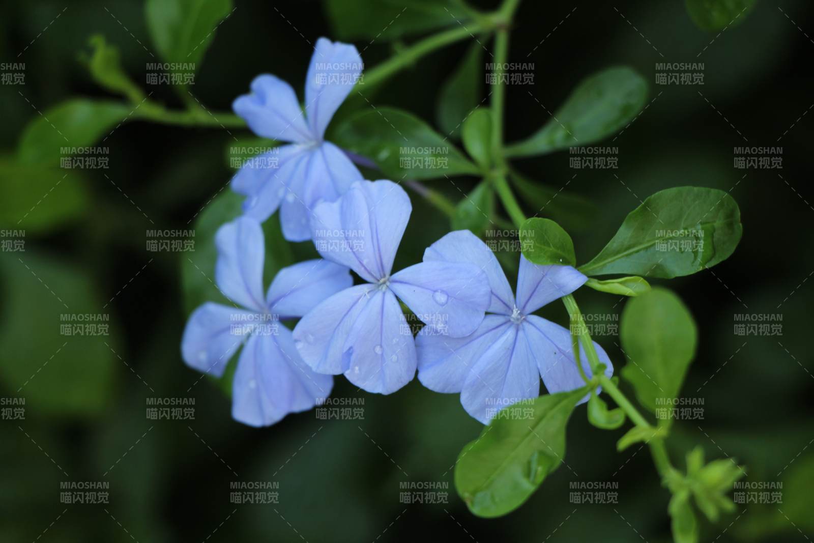 藍花綠葉 清新自然