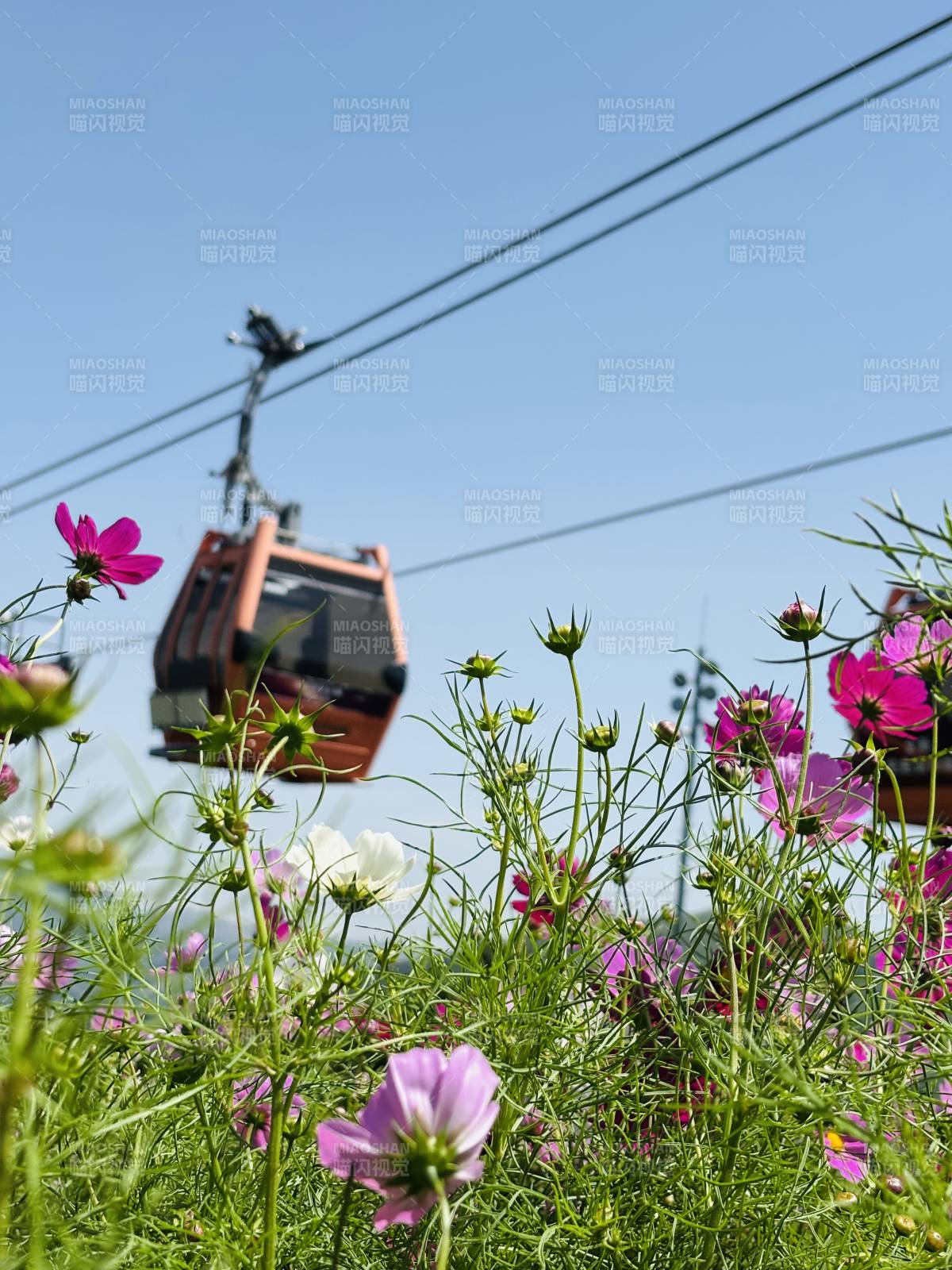 崇禮太舞小鎮 花海纜車 藍天映襯