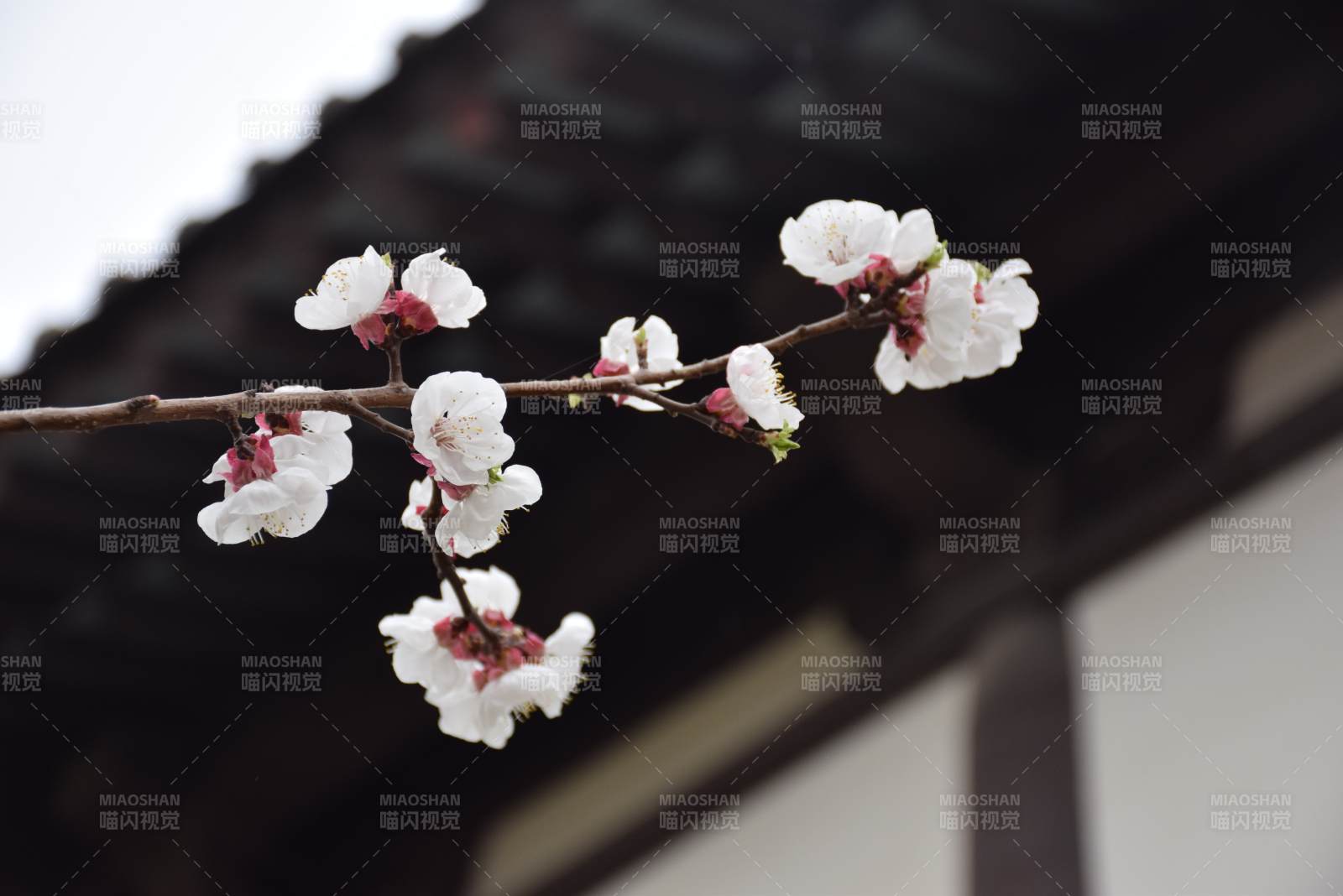 春日枝頭綻放的花朵