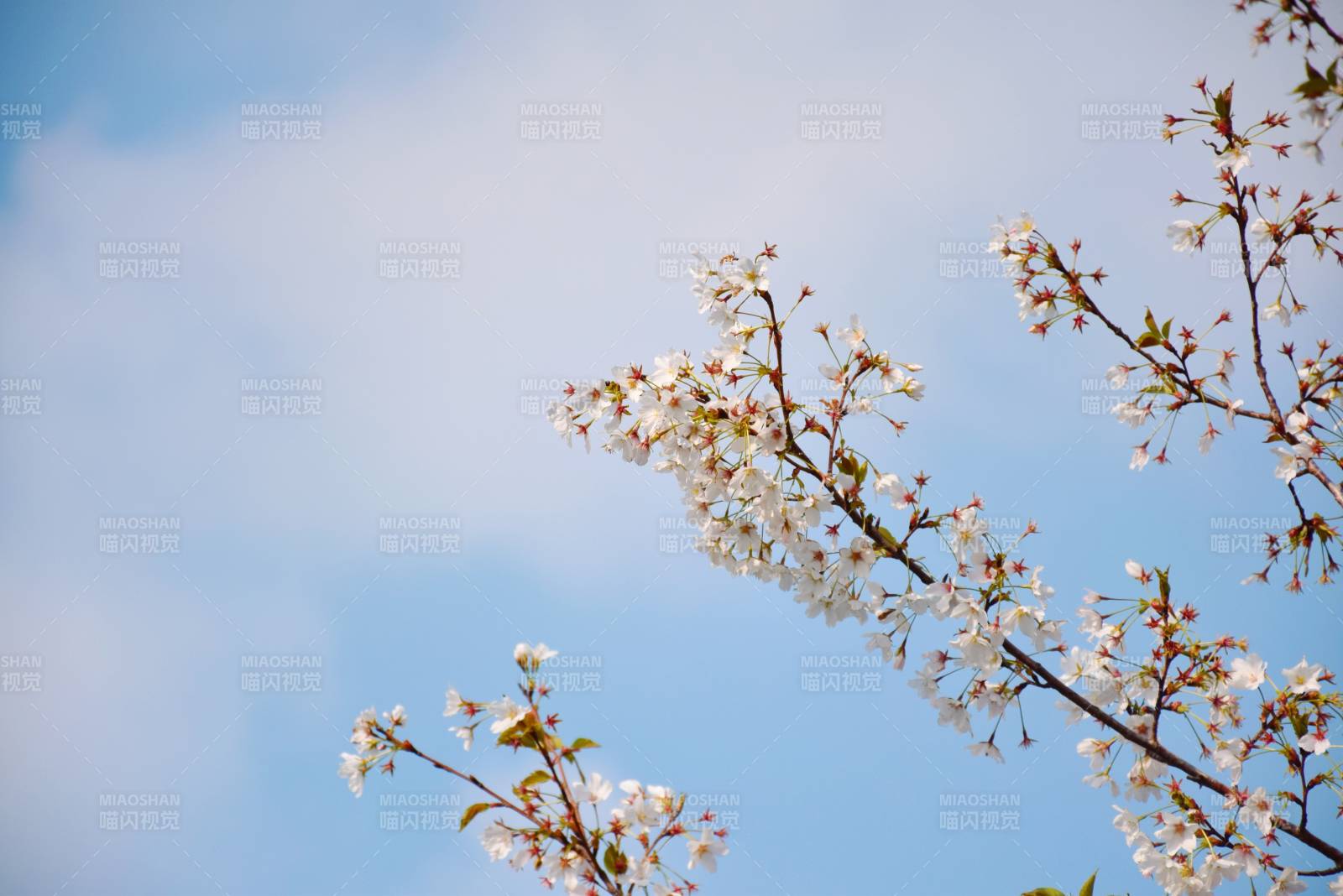 春日櫻花綻放藍天背景