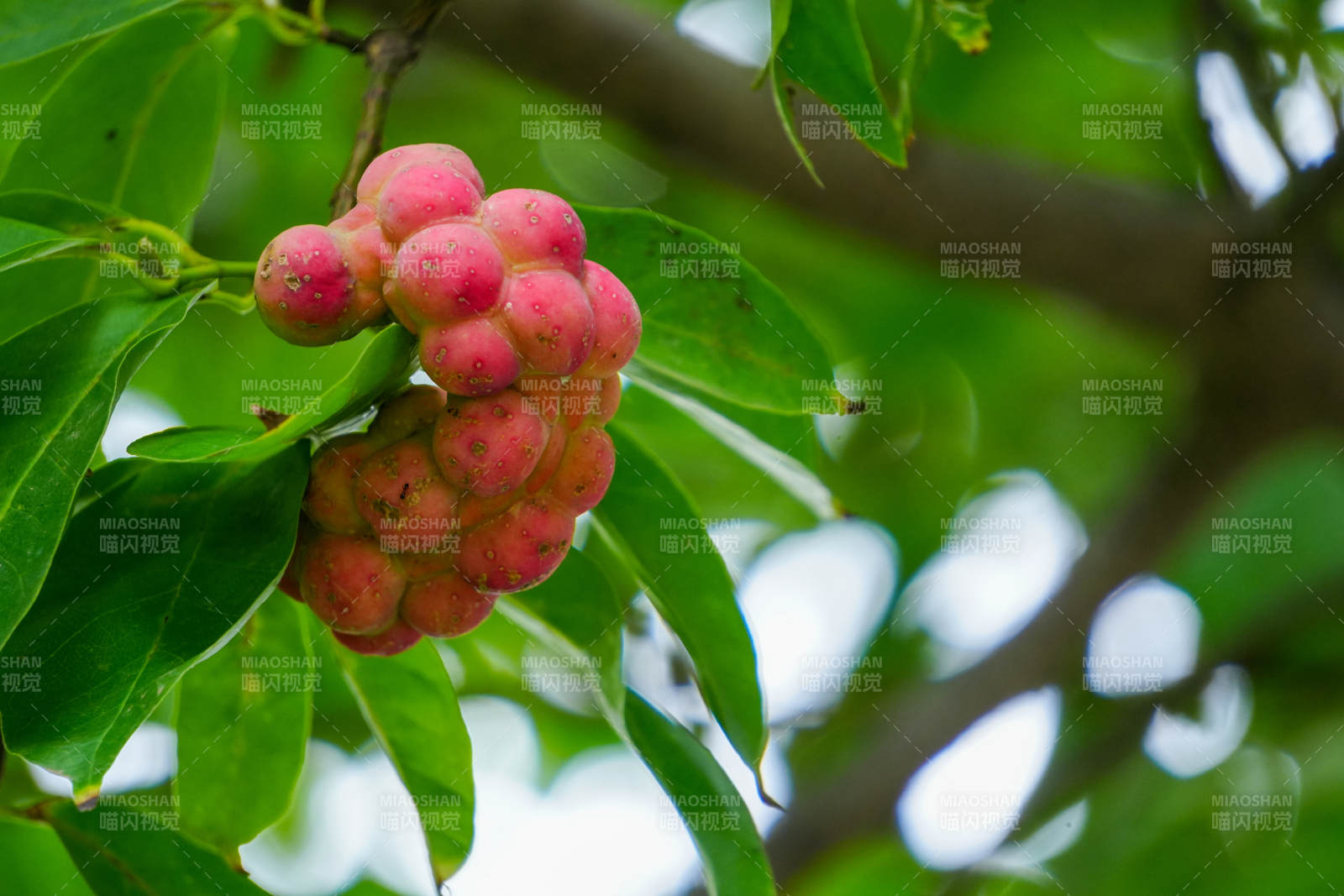 玉蘭果特寫