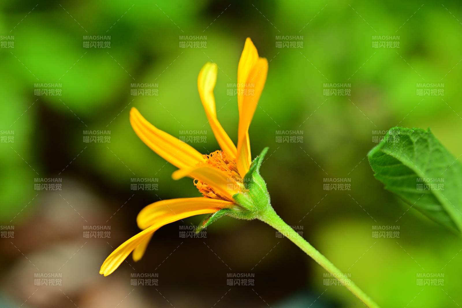 黃色小花在綠葉中綻放