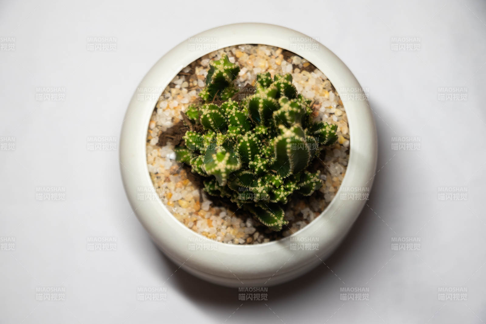 盆栽仙人掌多肉植物特寫