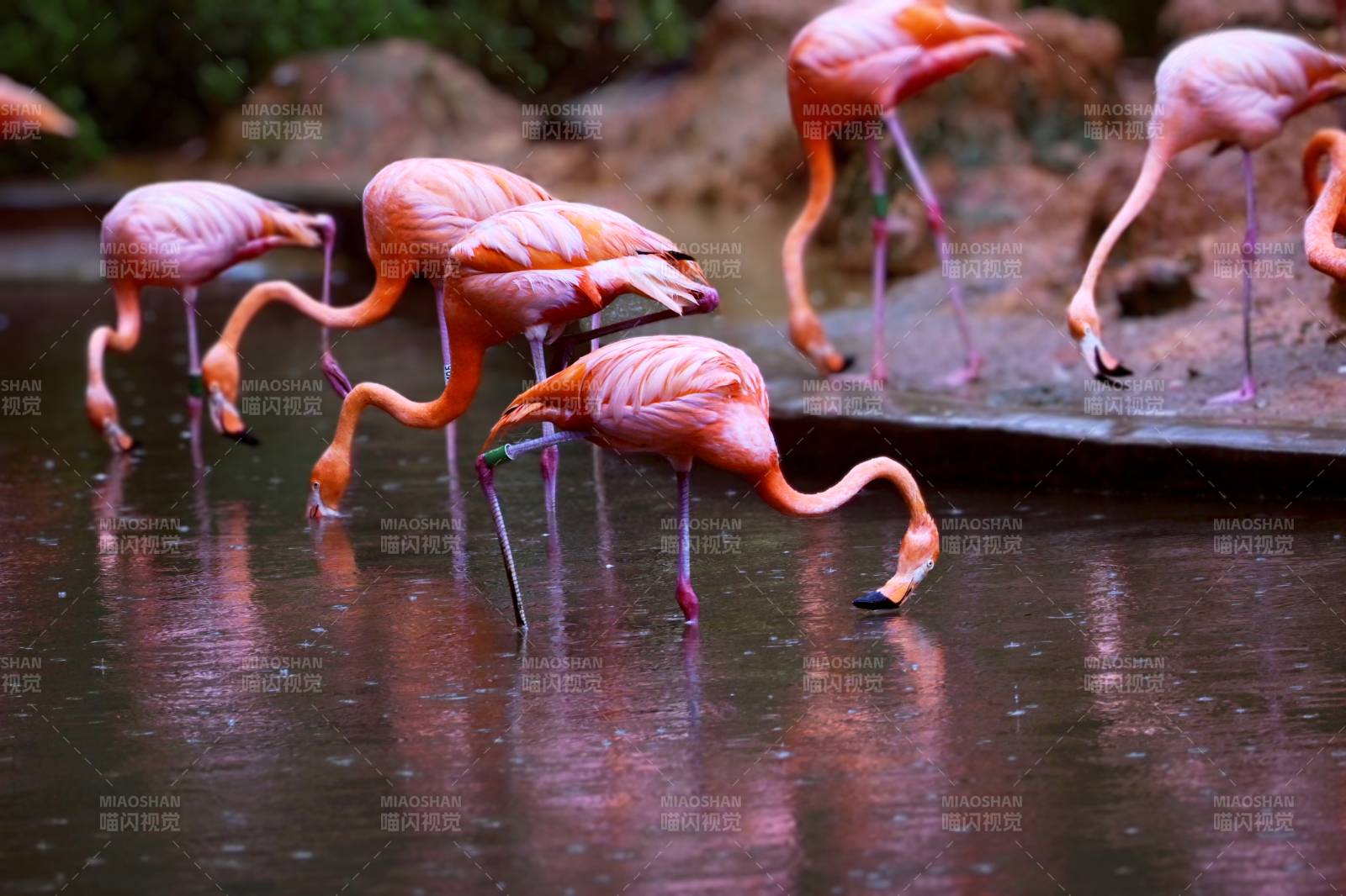 粉紅火烈鳥水中覓食