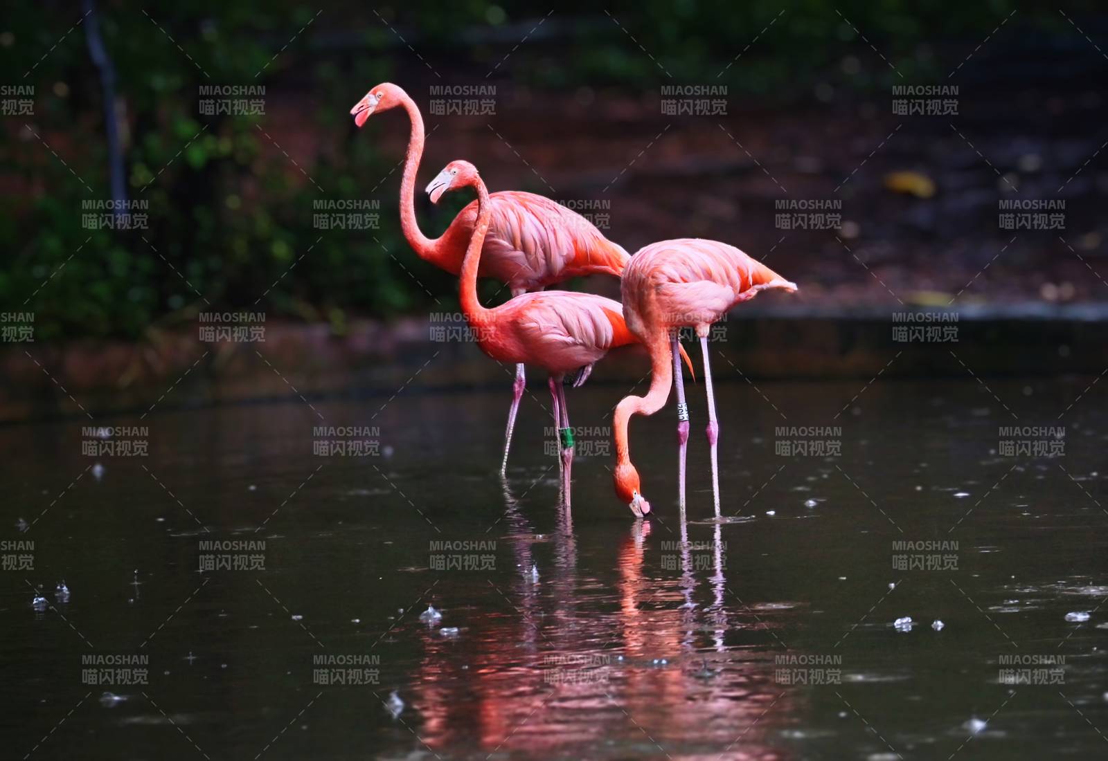 雨中粉紅火烈鳥