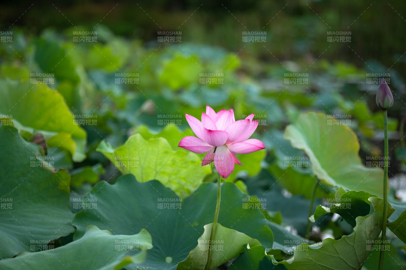 池塘中的蓮花盛開