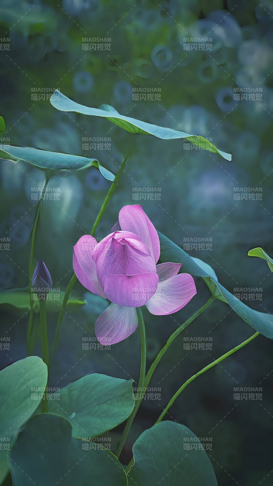 池中蓮花靜謐綻放
